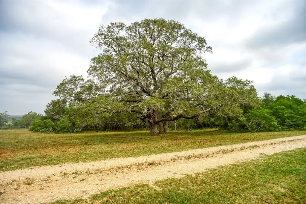 323 Cr 446, Gonzales