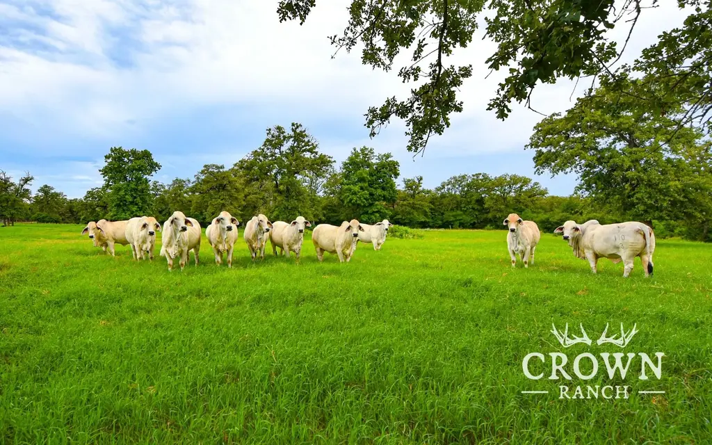 Tbd Fm 908 (+/-657 Acres), Caldwell