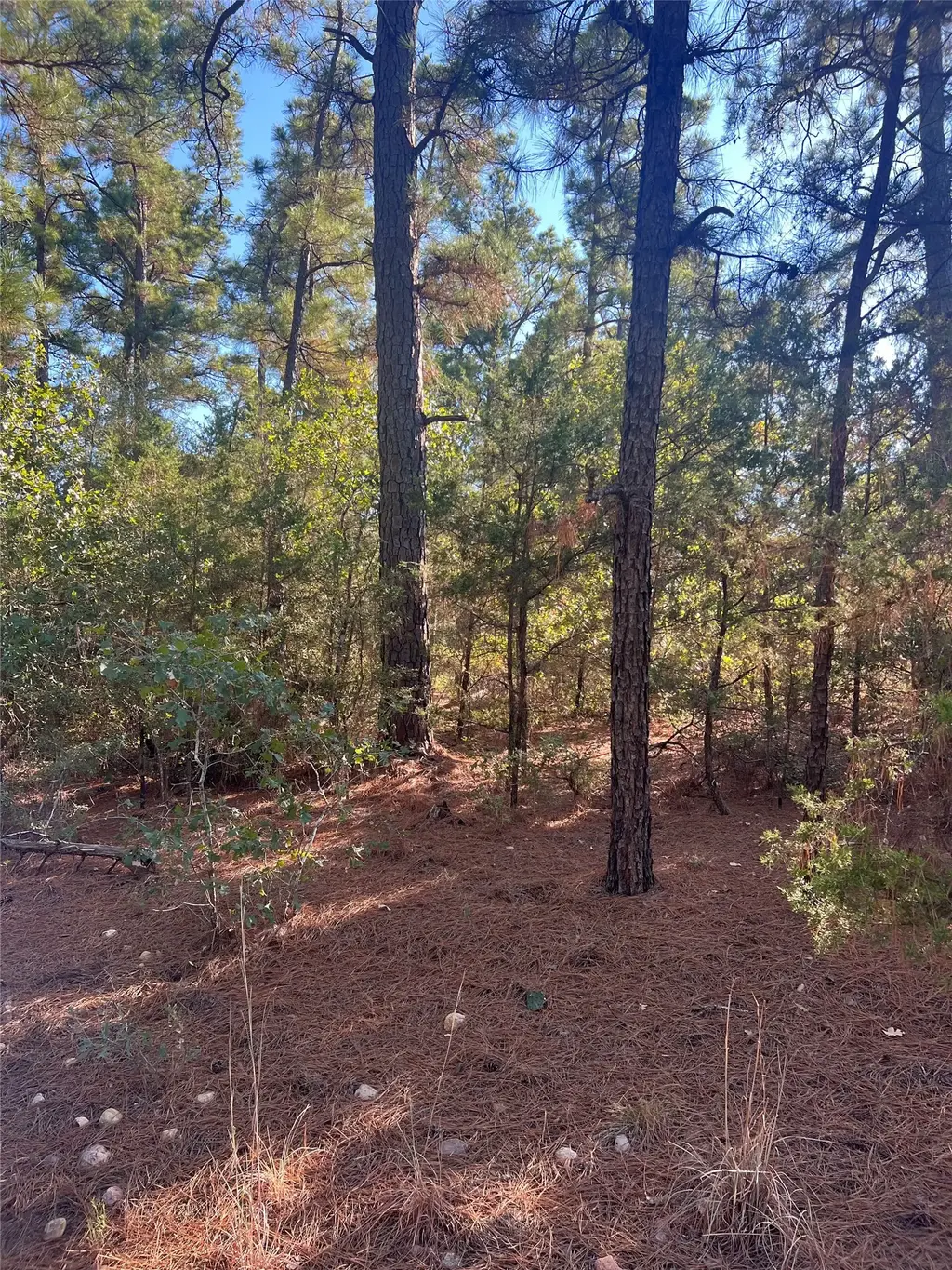 Tbd Pine Lodge Drive, Bastrop
