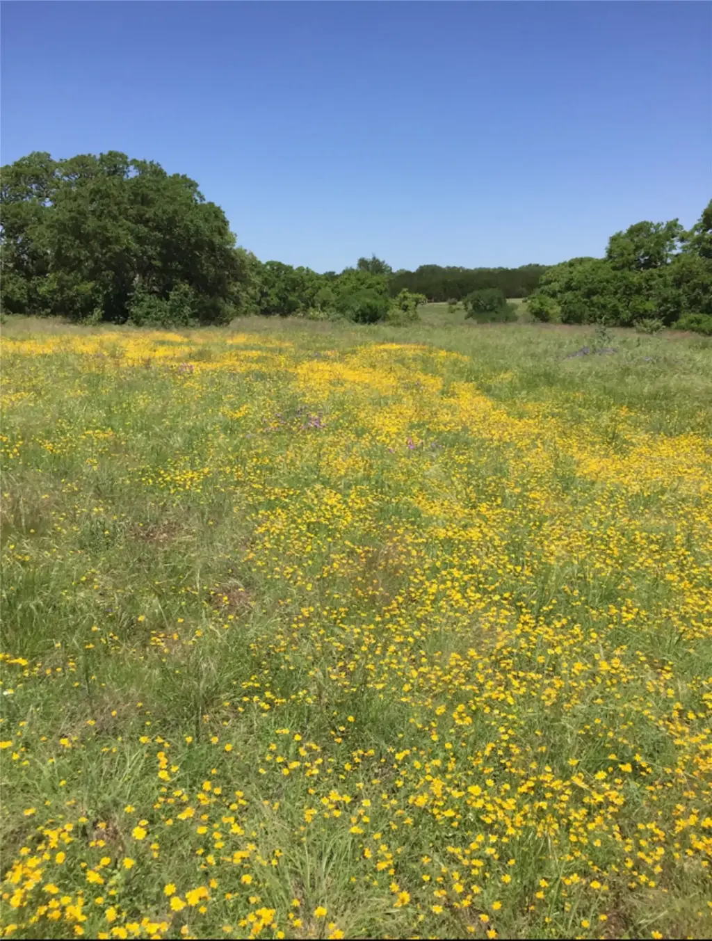 184 Moondance Trail, Wimberley