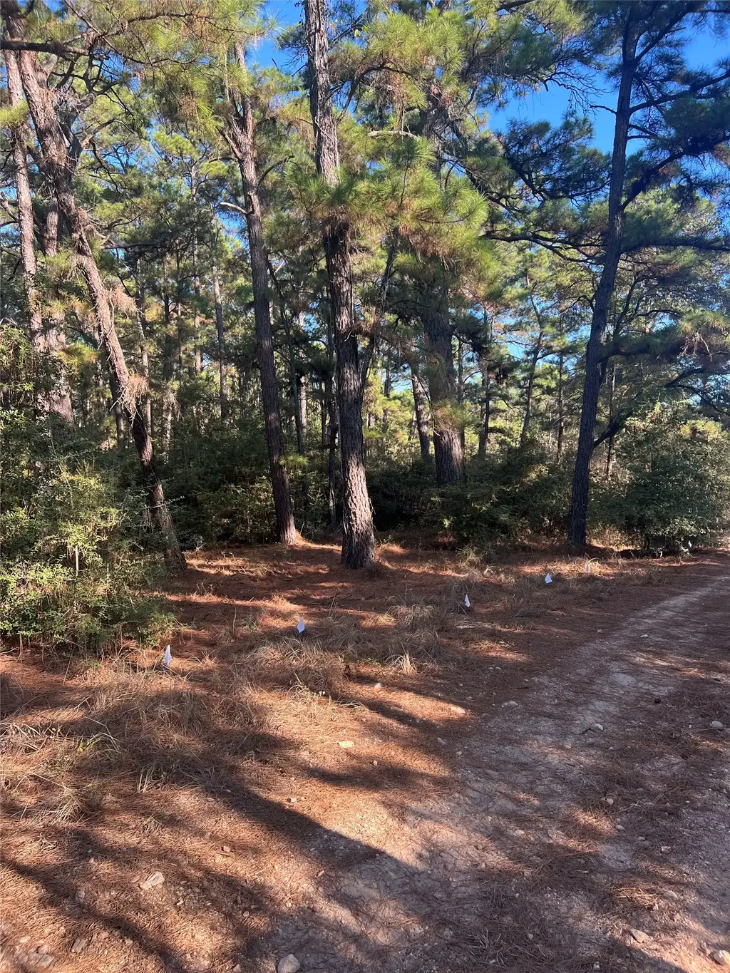 Tbd Pine Lodge Drive, Bastrop