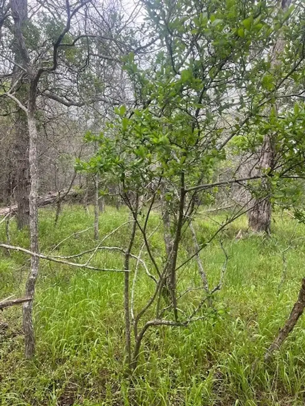 Lot 628 Hilea Court, Bastrop