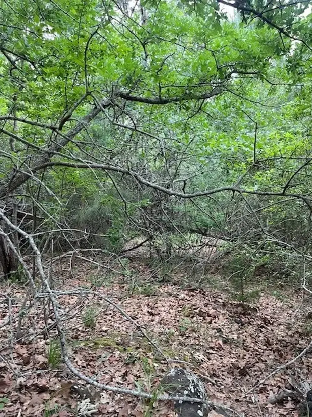 Lot 1603 Ulupau Circle, Bastrop
