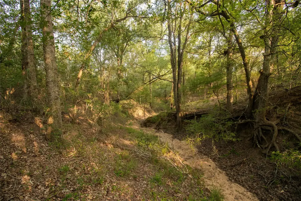 438 Firefly Field Lane, Seguin