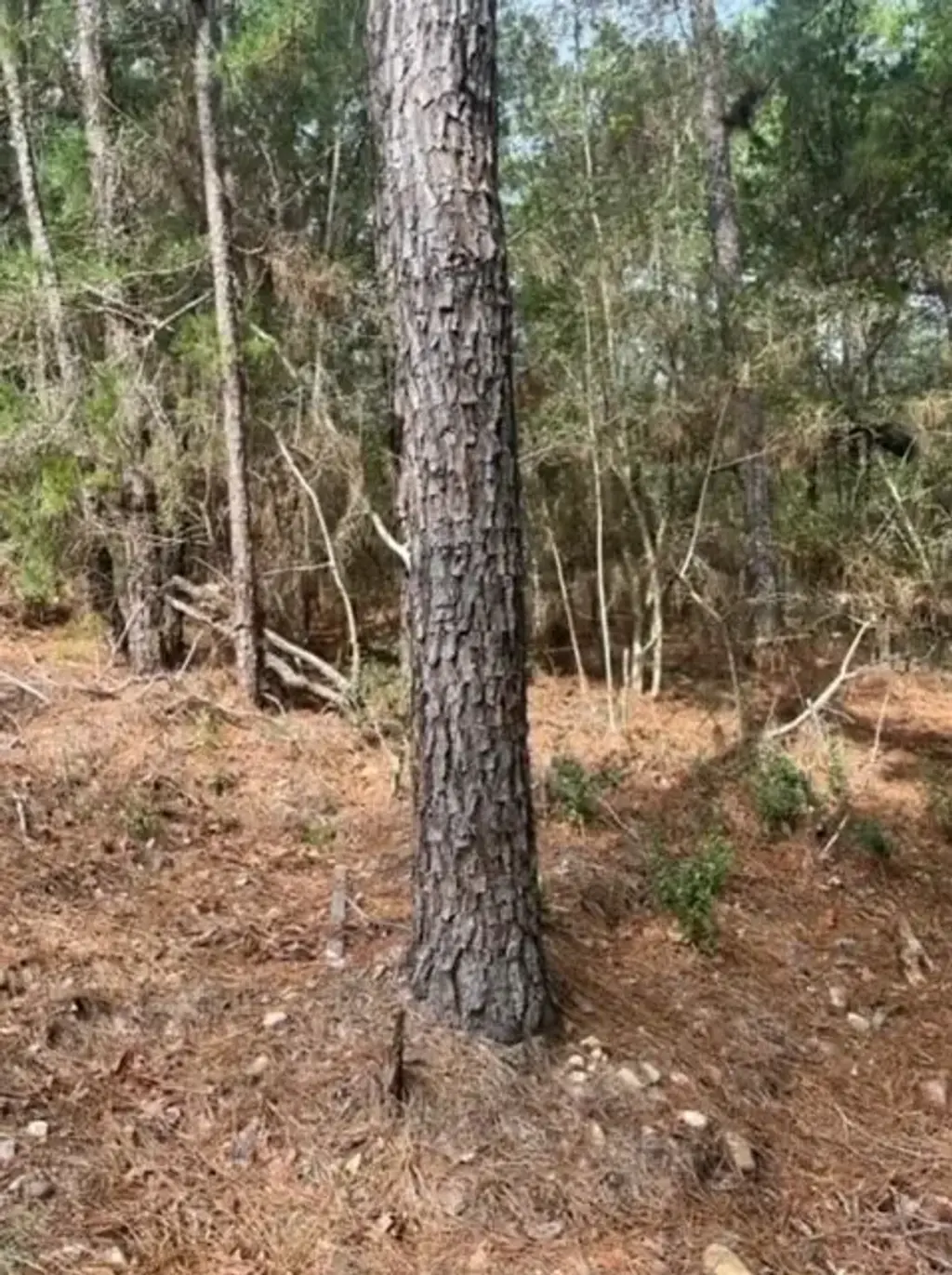 Lot 345 Wainee Drive, Bastrop
