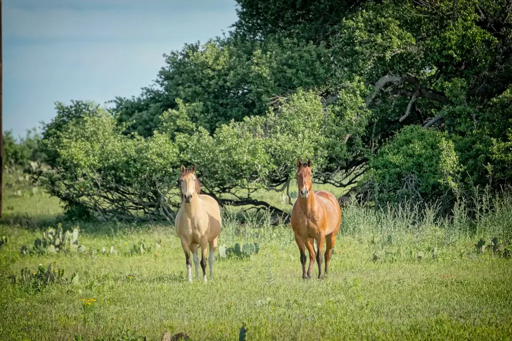 Lot 200 Swamp Creek Cove, Burnet
