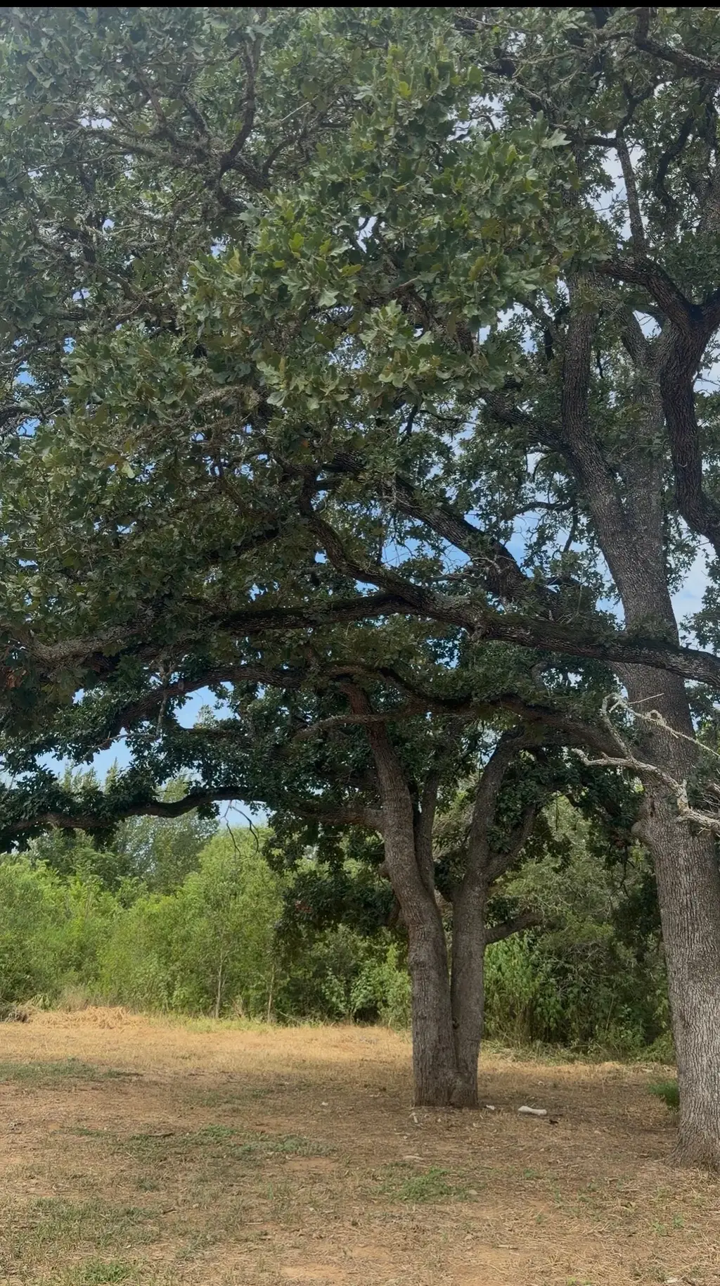 176 Whispering Pines Drive, Bastrop