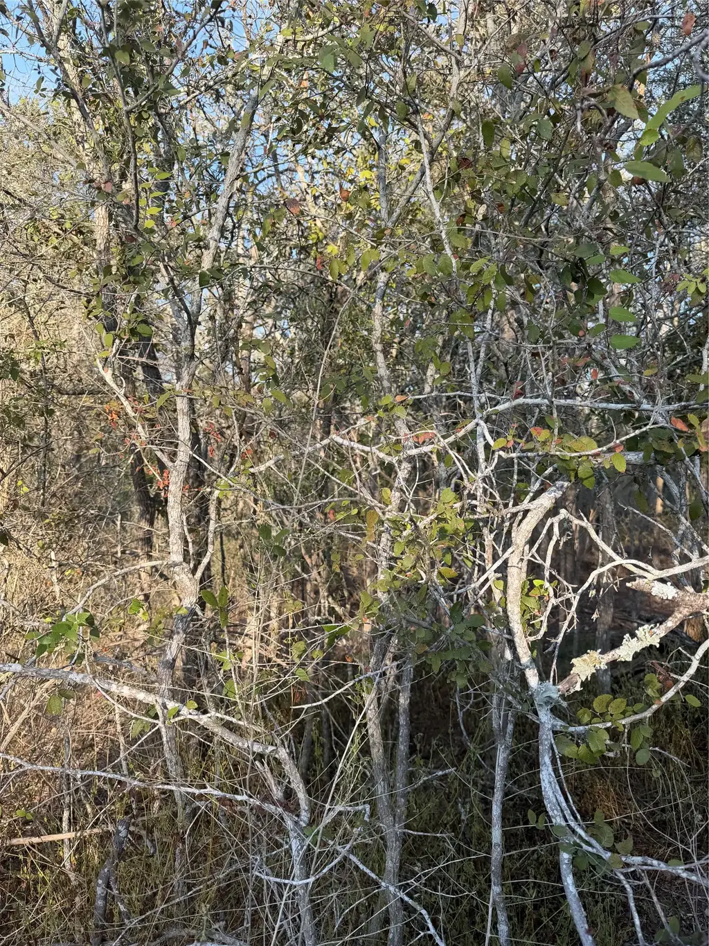156 And 160 Helemano Drive, Bastrop