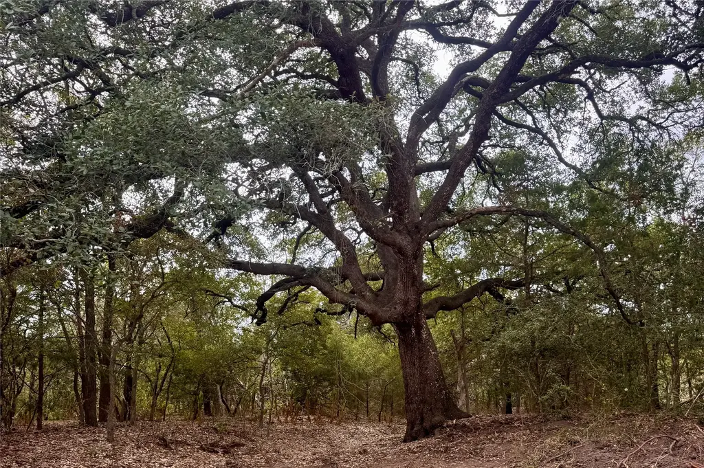 12 Acres Mt. Pleasant, Cedar Creek