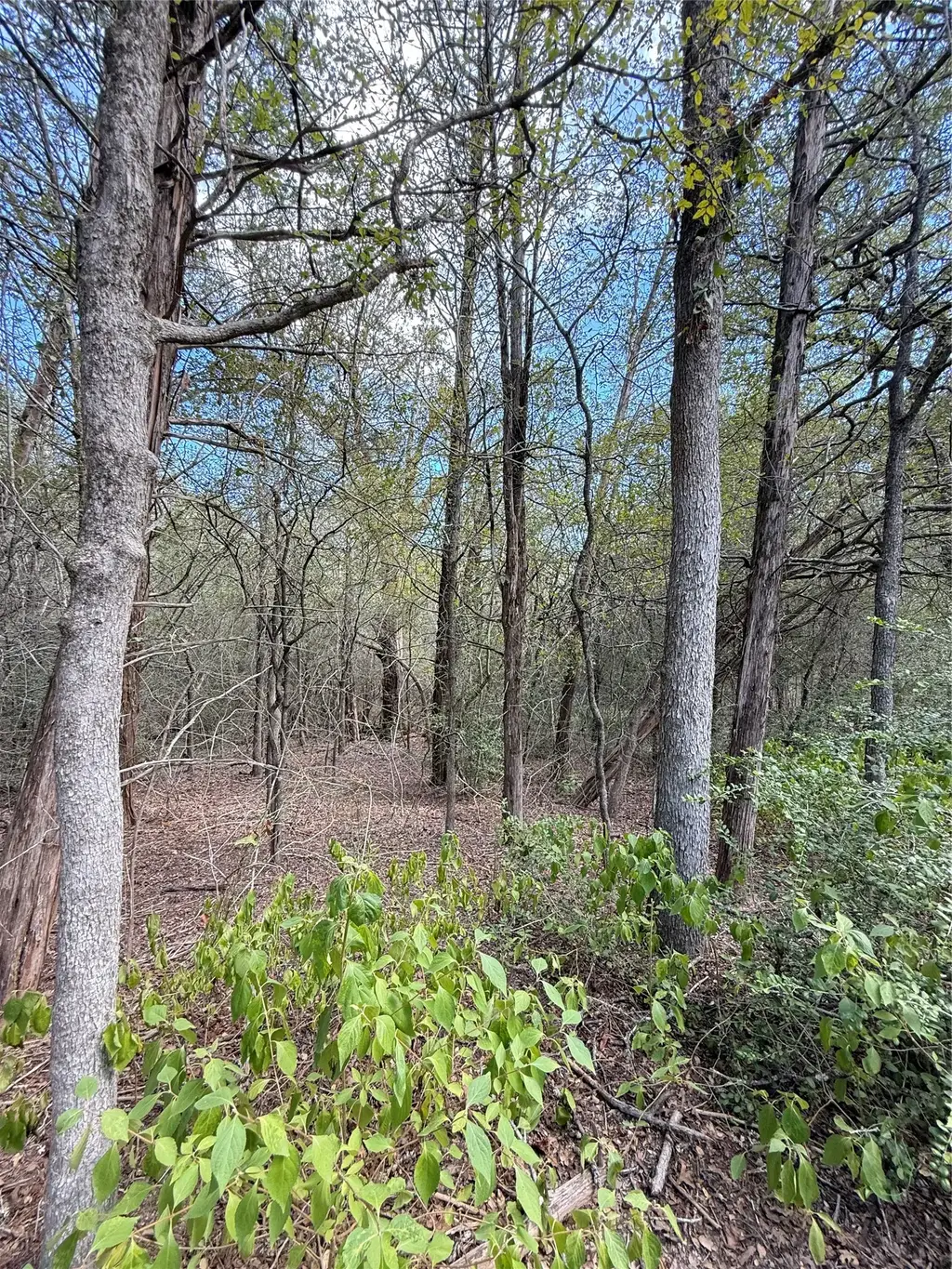 Tbd Hanauma, Bastrop