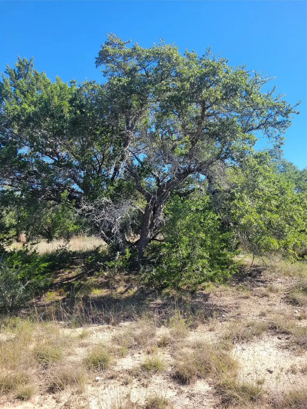 648 Bonita Drive, Blanco