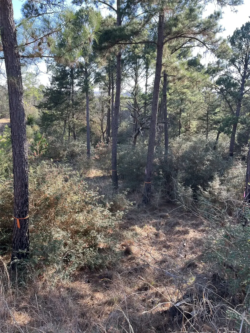 Tbd Wahane, Bastrop