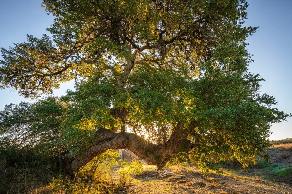 000 Ranch Road 12, Dripping Springs