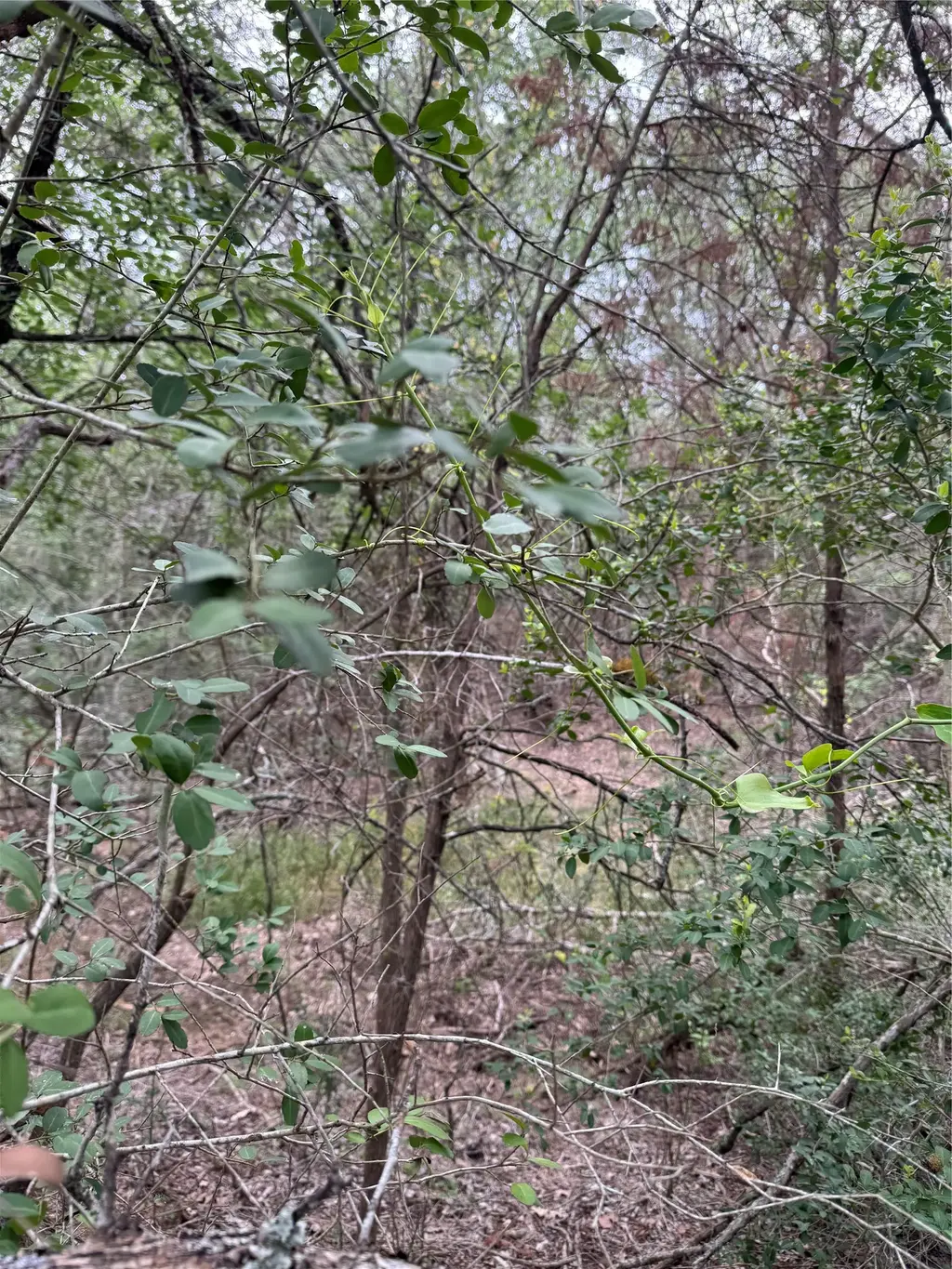 Lot 1034 Kawanui Dr, Bastrop