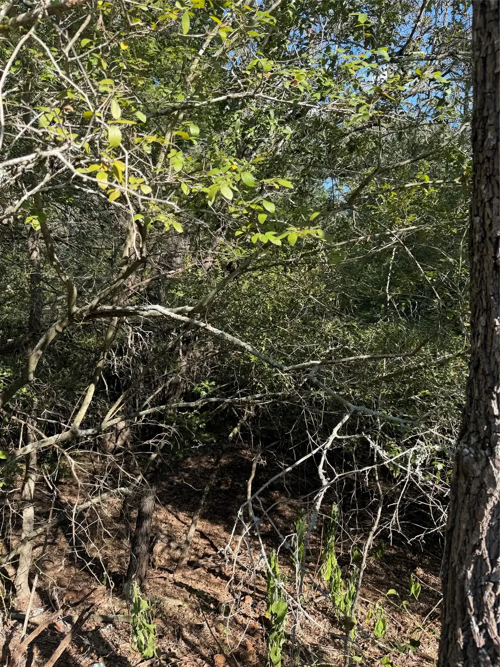 Lot 189 Kaelupulu Dr, Bastrop