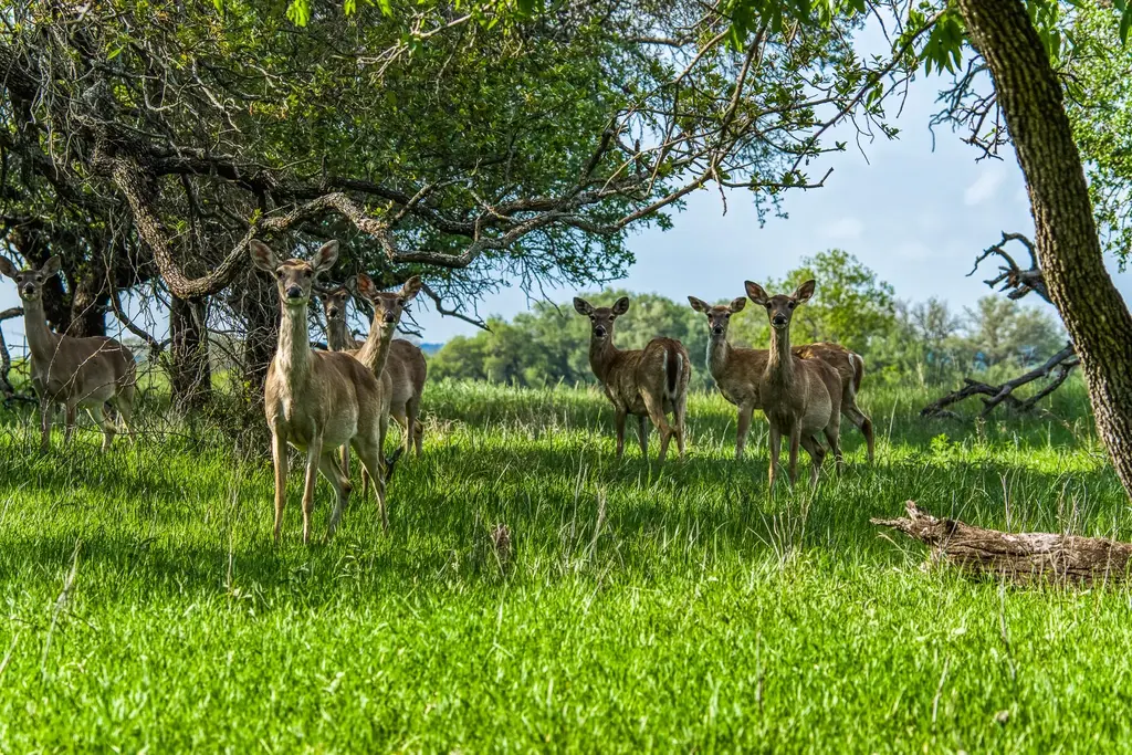 171 County Road 333, Goldthwaite