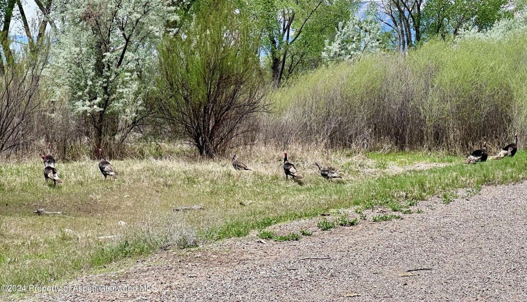 7 of 41 - 1797 N County Road 346, Rifle, CO