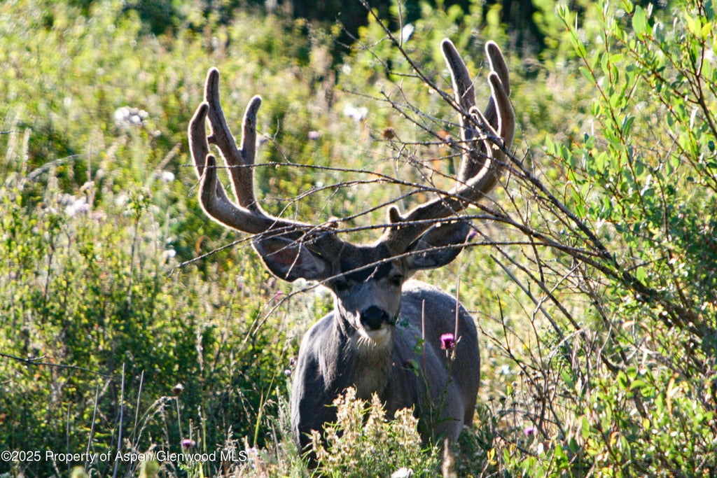 31 of 37 - 22000 P77 Rd Road, Cimarron, CO