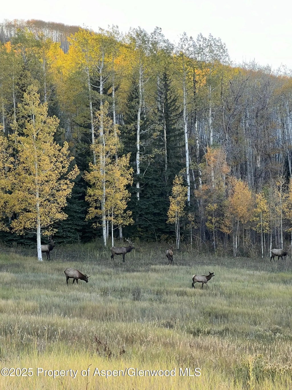 9 of 30 - 1833 West Buttermilk Road, Aspen, CO