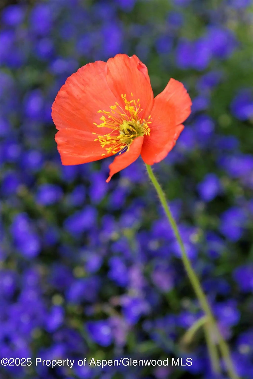 62 of 66 - 111 S Sixth Street Street, Aspen, CO