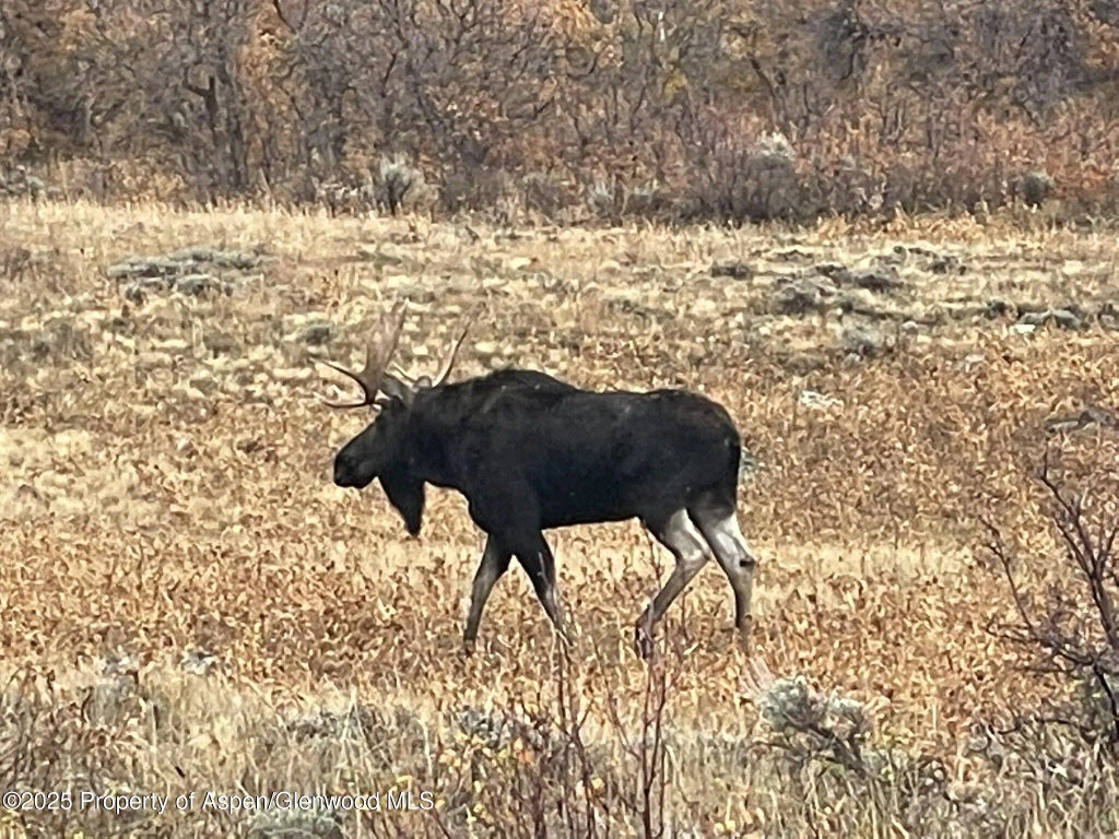 91 of 122 - 943 Routt Forest Drive, Craig, CO