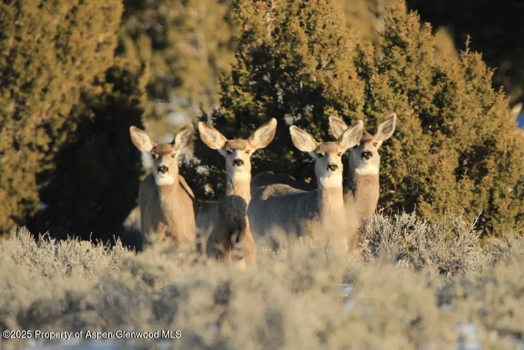 48 of 77 - Tbd County Road 53, Maybell, CO