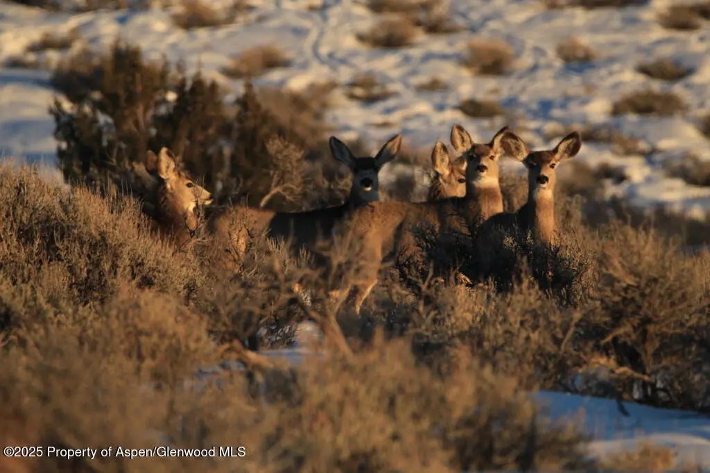 49 of 77 - Tbd County Road 53, Maybell, CO