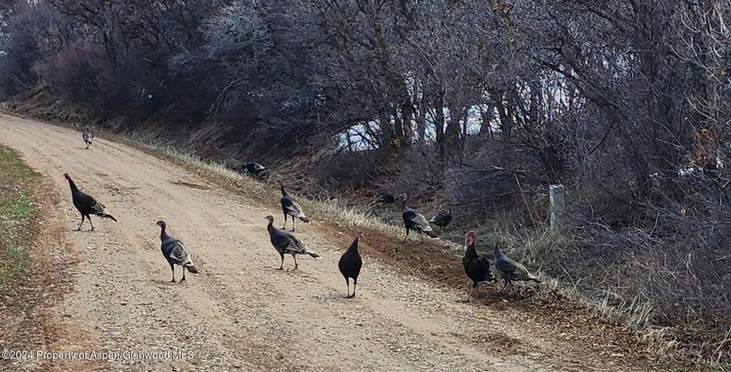 15 of 17 - 4500 Bear Wallow Lane, Glenwood Springs, CO