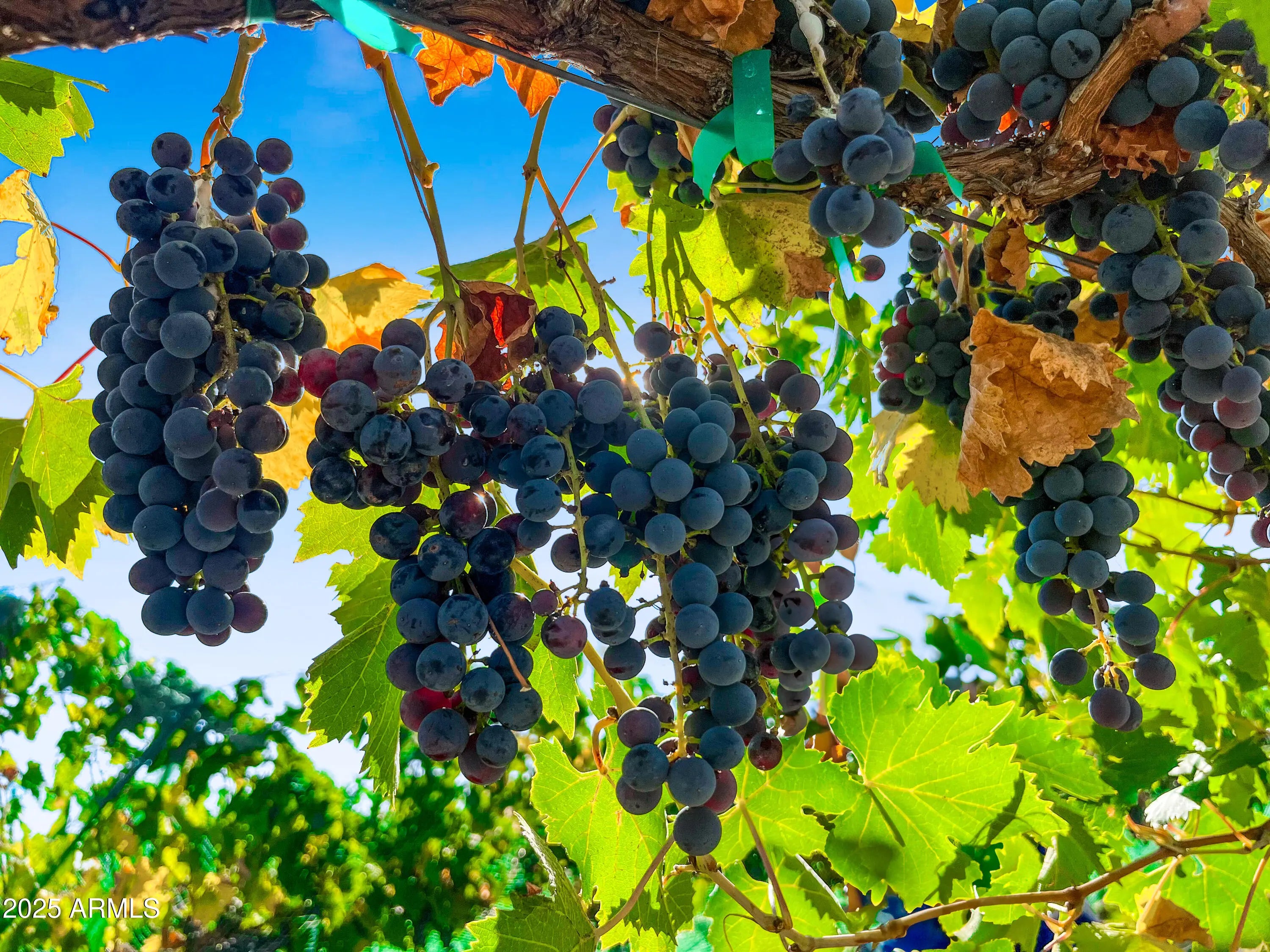 Photo of Listing #6821798