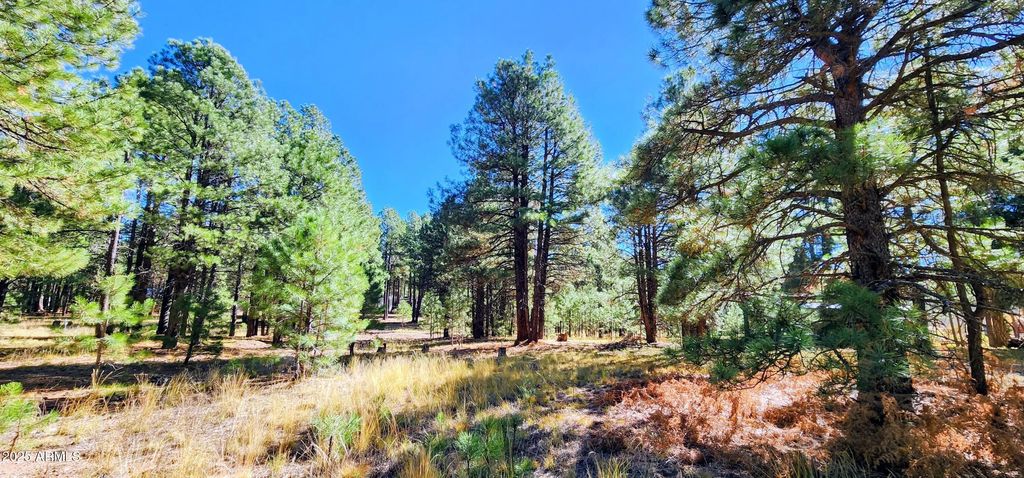 1958 Ferret Circle (unit 260), Forest Lakes