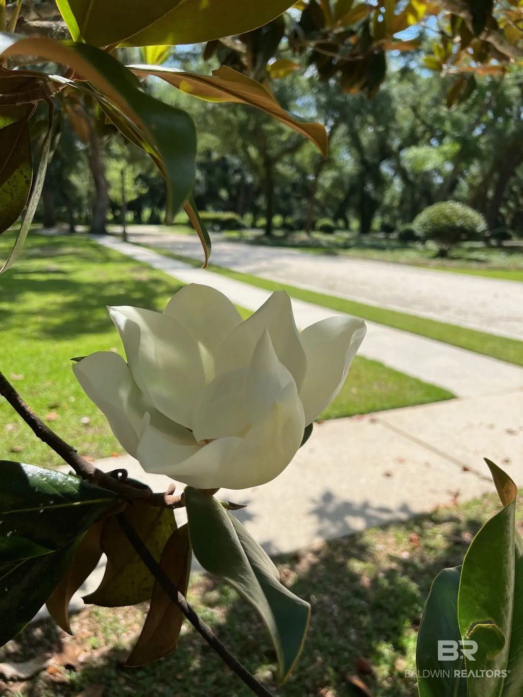 Cleyera Dr. 29, Magnolia Springs
