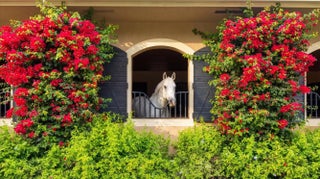 Photo of Listing #R11166814