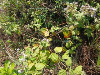 Photo of Listing #B26001231