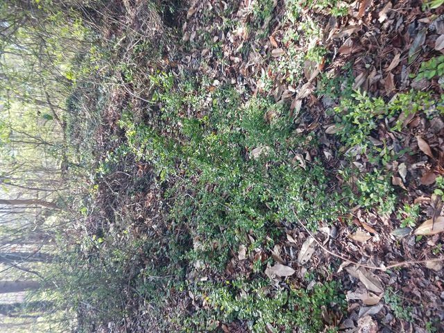 4 of 4 - 000  158 Lane, Dunnellon, FL