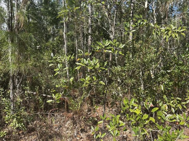 2 of 2 - 0 Holopaw Groves Road, St. Cloud, FL