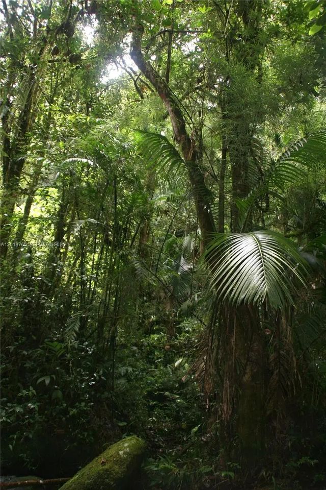 4 of 23 - Cerro Punta, Panama, Rep Of Panama, , 