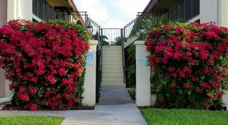 Photo of Listing #RX-11081274