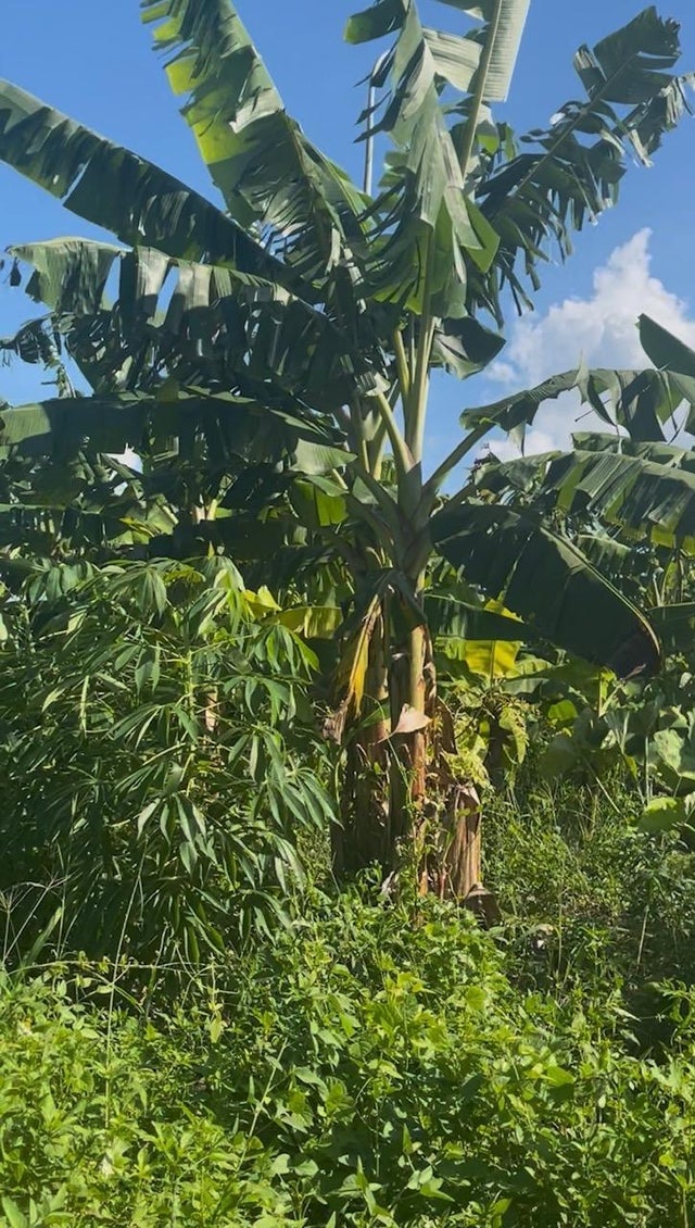 Grand Bahama Highway, Grand Bahama/Freeport
