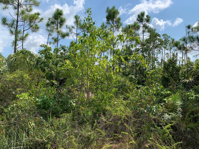 Ringwood Drive, Grand Bahama/Freeport