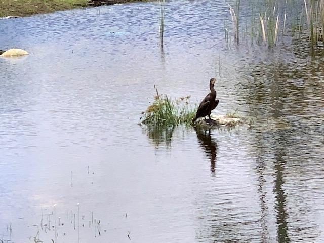 Pinewoodood Gardens Lot, New Providence/Paradise Island