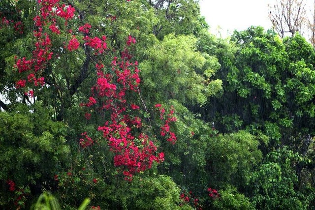 Shoreline Development 48, Grand Bahama/Freeport