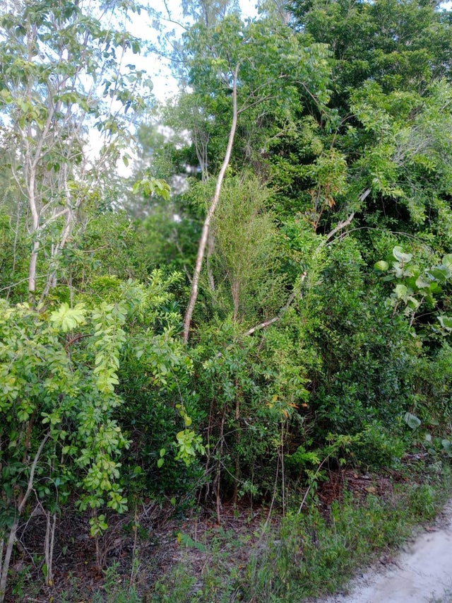 Calabash Bay, Andros