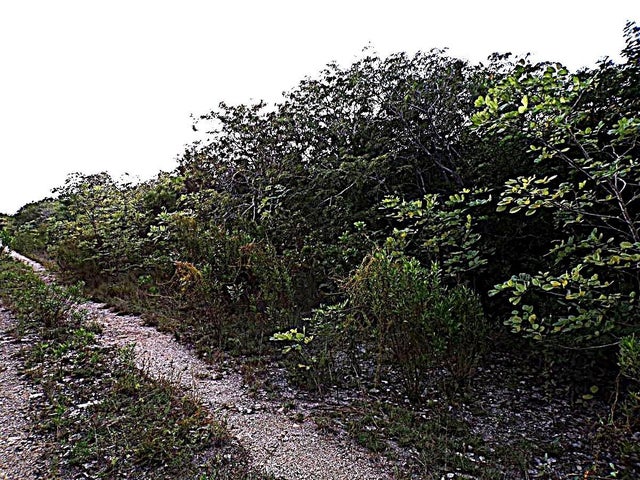 Plot# 11 O'neils, Long Island