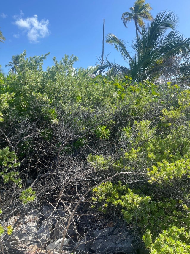 B6 Driggs Hill, Andros