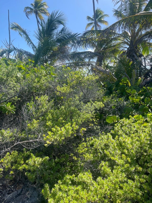 A5 Driggs Hill, Andros