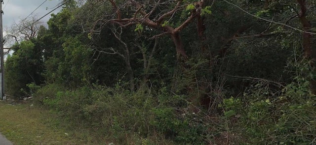 29 Congo Town South Andros, Andros