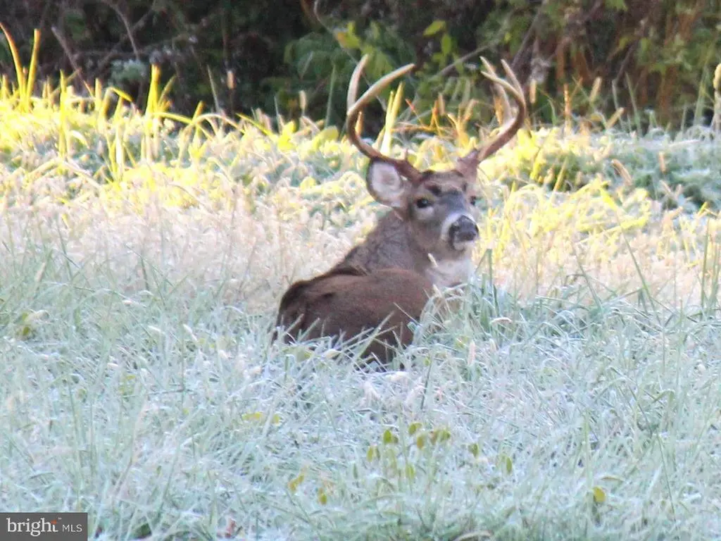 Sparks Corner Sparks Mill At Route 213 Rd, CENTREVILLE