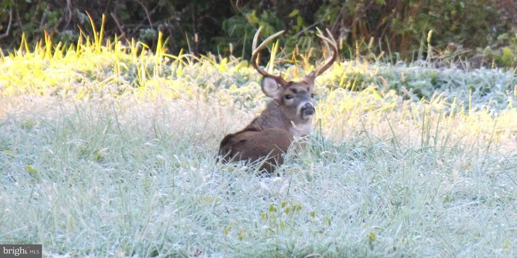 Sparks Mill Corner - E&w Sparks Mill At Route 213 Rd, CENTREVILLE