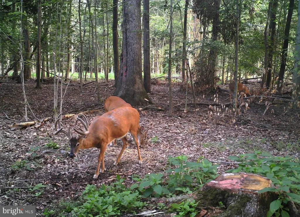 Fox Meadow Rd, Queen Anne