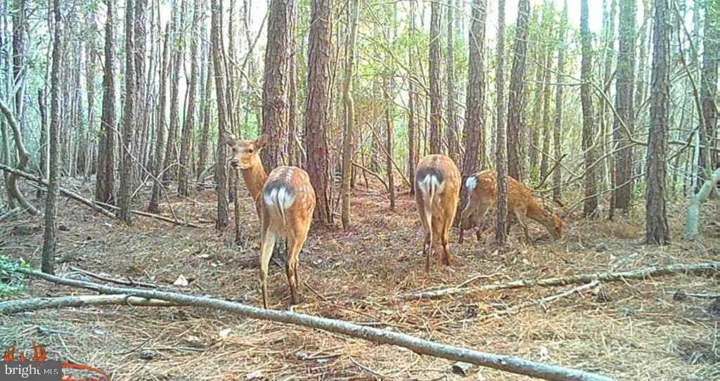 2575 Toddville Rd, TODDVILLE